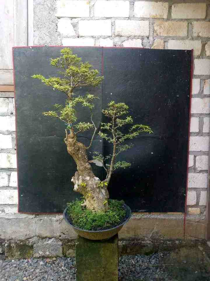 Bonsai Boxus